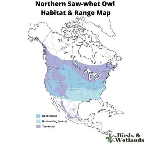 Northern Saw-whet Owl: The Forest's Little Phantom