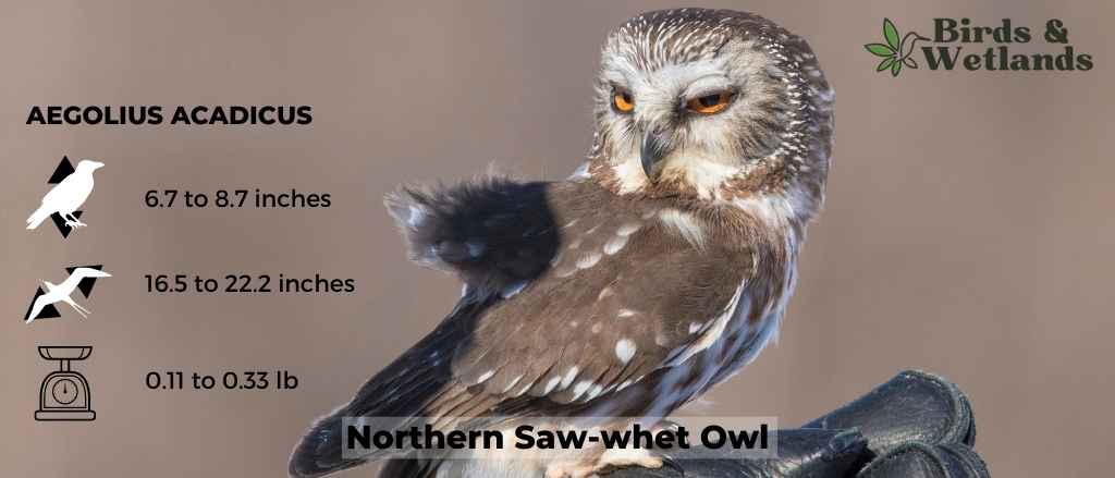 Northern Saw-whet Owl: The Forest's Little Phantom