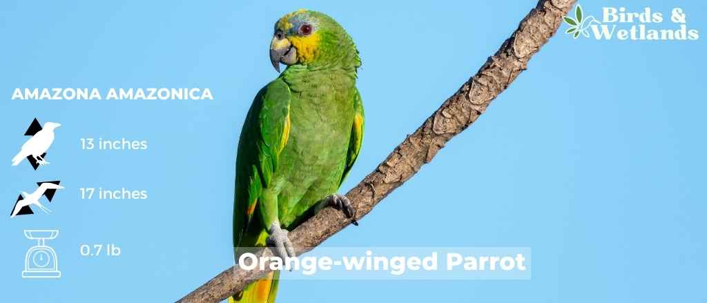 The Vibrant World of Ducks With Orange Beaks