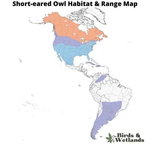 The Short-Eared Owl: A Field Guide
