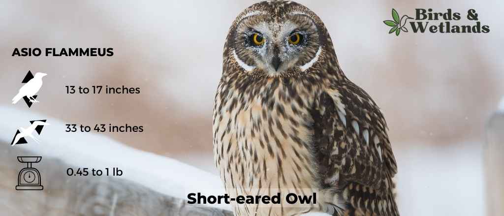 Providing Short-Term Care for a Wild Barn Owl