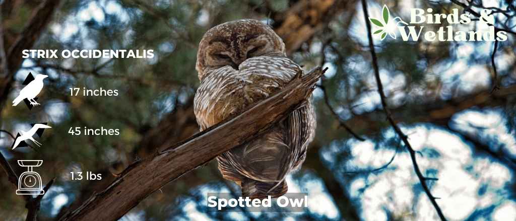 Definitive Guide to Mexican Spotted Owl