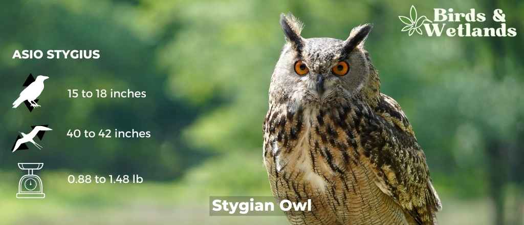How to Rehydrate a Dehydrated Owl