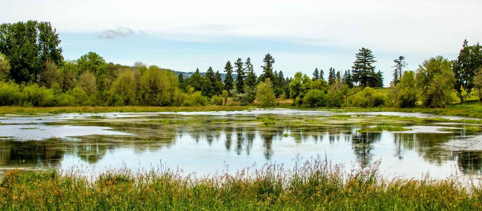 11 Spectacular Hawks in Oregon (+ Photo Guides)