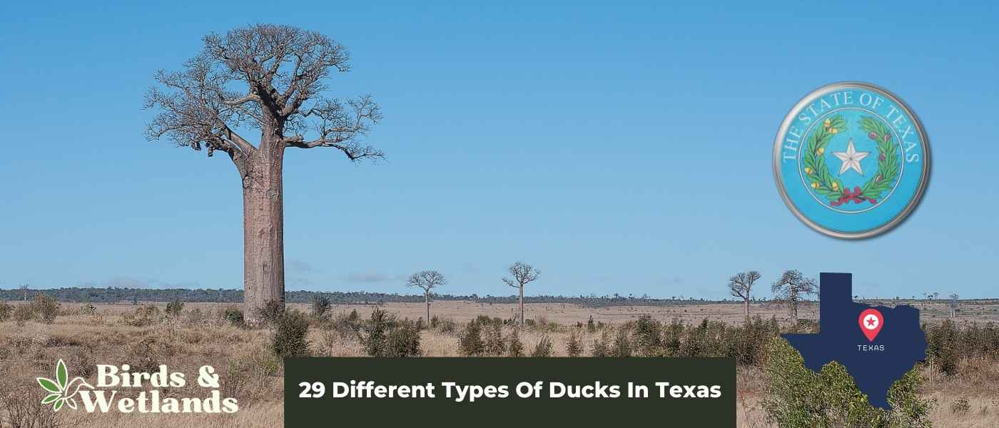 The Lone Star State's Waterfowl: A Guide to the 29 Ducks In Texas