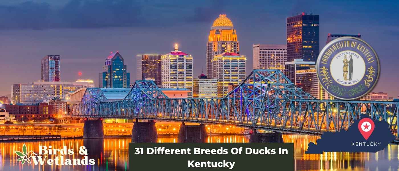 Ducks In Kentucky (31 Types)
