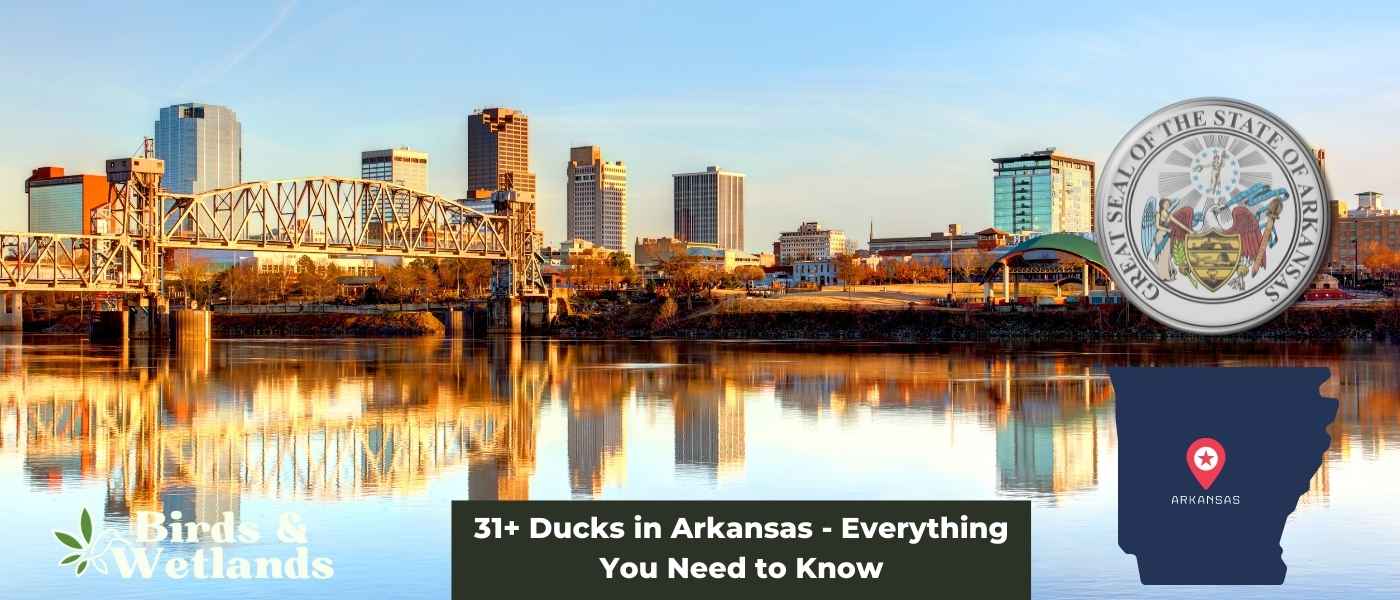 Do Ducks Eat Minnows? Everything You Need to Know