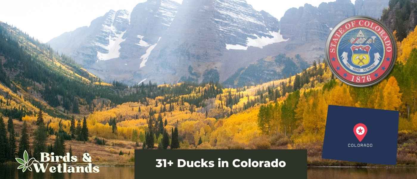 13 Majestic Hawks in Colorado (Photo Guide)