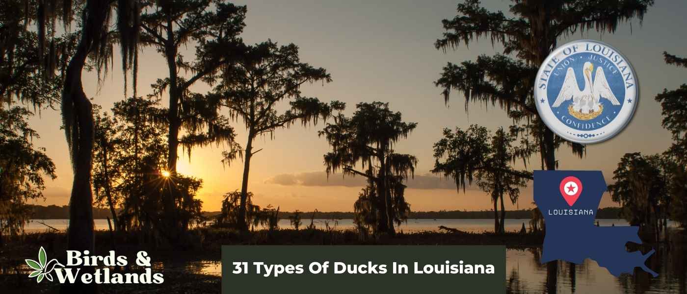 10 Amazing Hawks in Louisiana (+ Photo Guides)