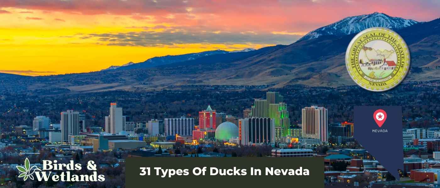 10 Spectacular Owls in Nevada