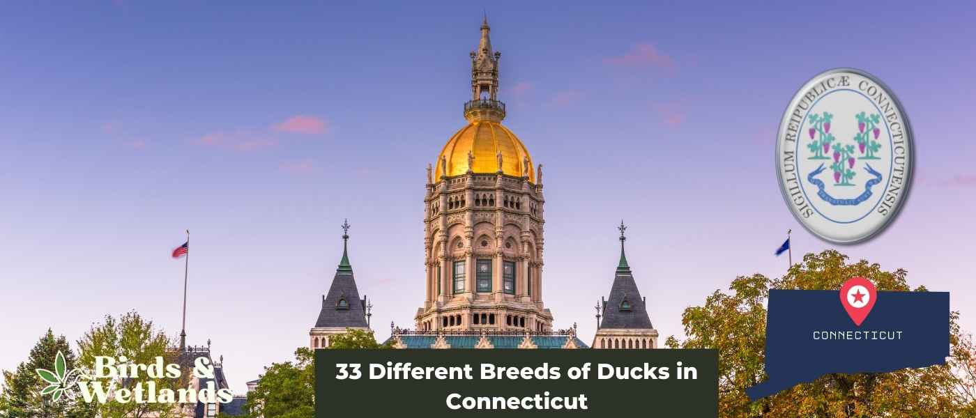33 Different Breeds of Ducks in Connecticut