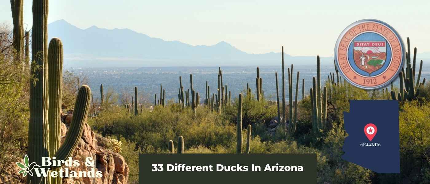 27 Different Types Of Ducks In Ohio