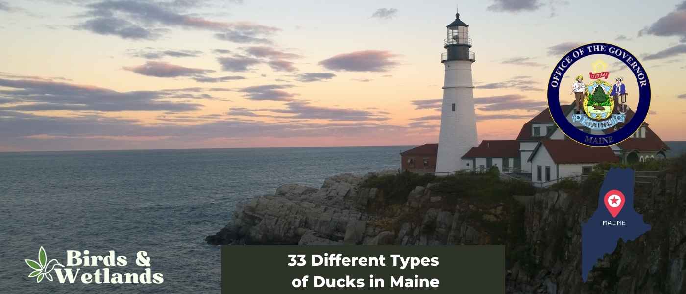 Ducks in Maine: (33 Types)