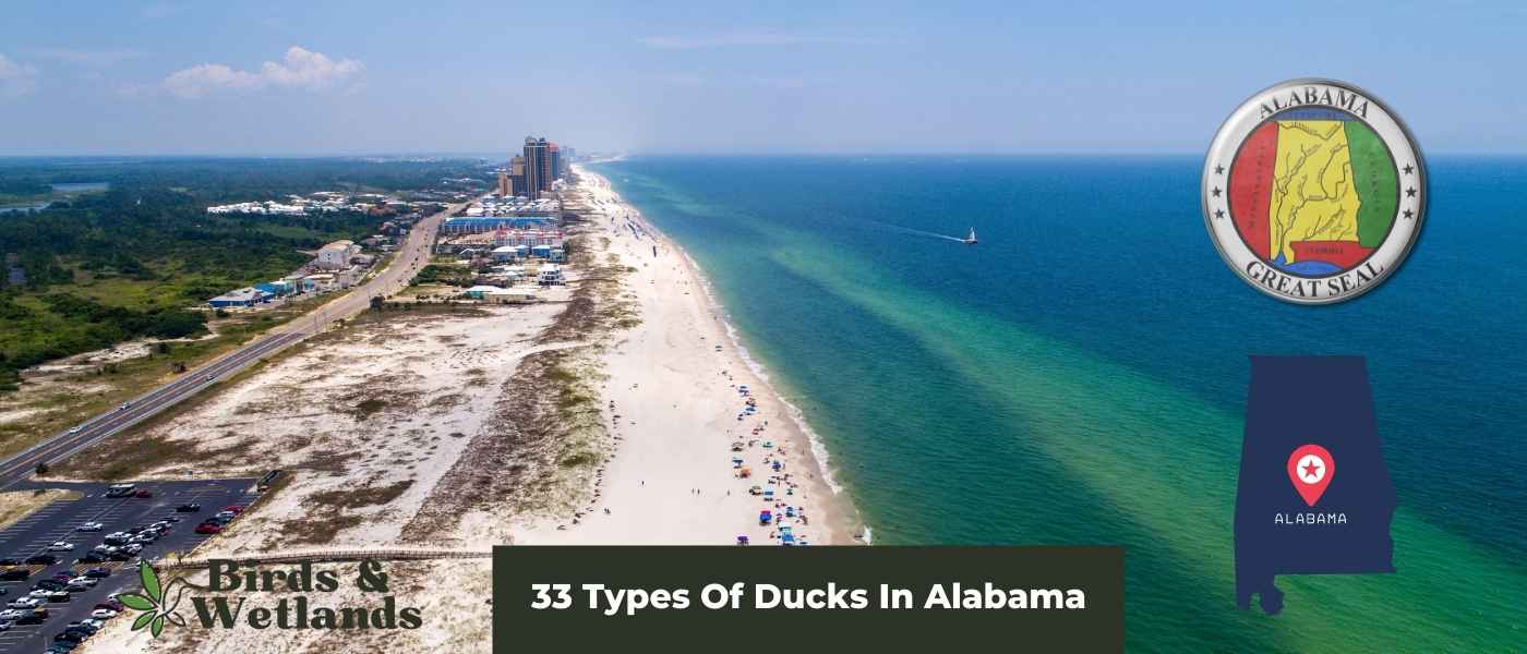 33 Types Of Ducks In Alabama