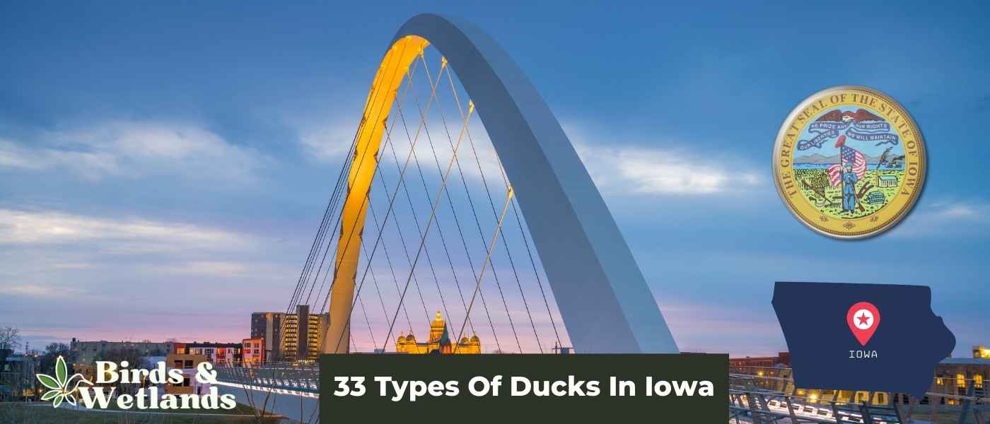 10 Species of Hawks in Iowa (+ Photo Guides)