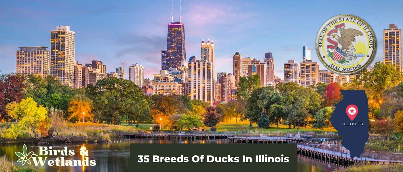 Ducks In Illinois (31 Types With Pictures)