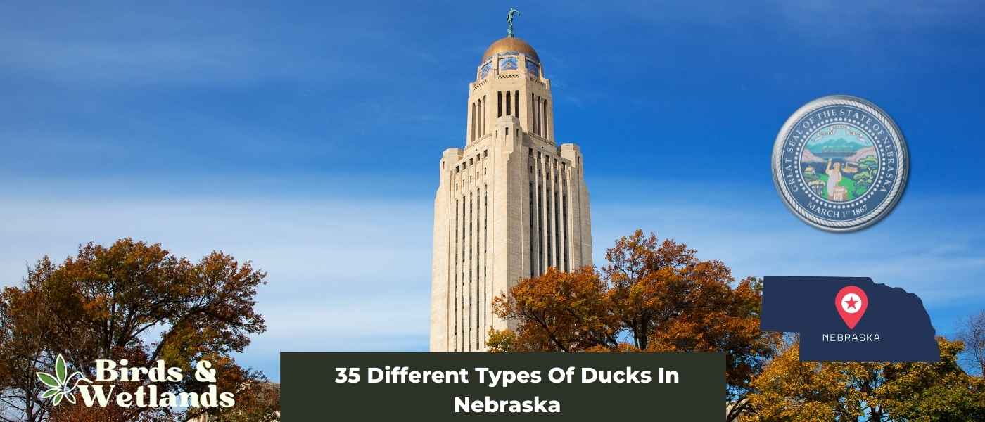 33 Different Types Of Ducks In Montana