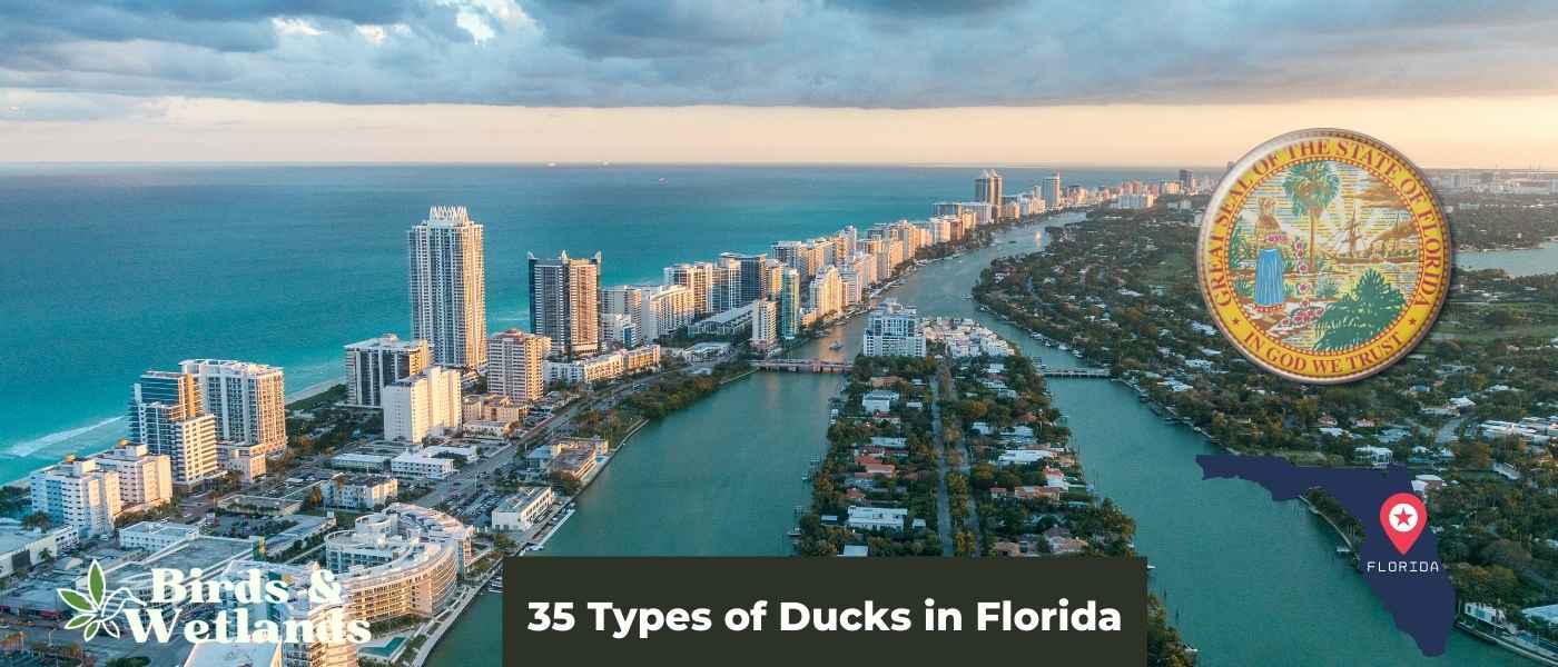 Hawks in Florida (12 Species You Can't Miss!)