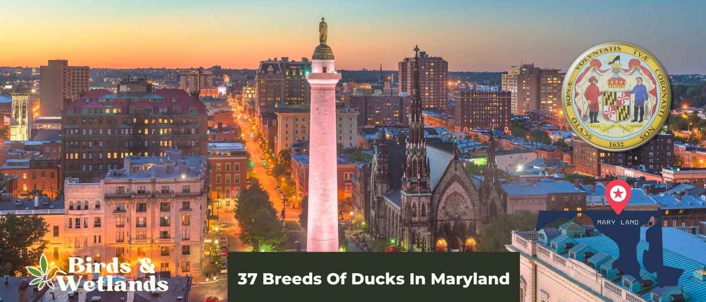 9 Captivating Hawks in Maryland (+ Photo Guides)