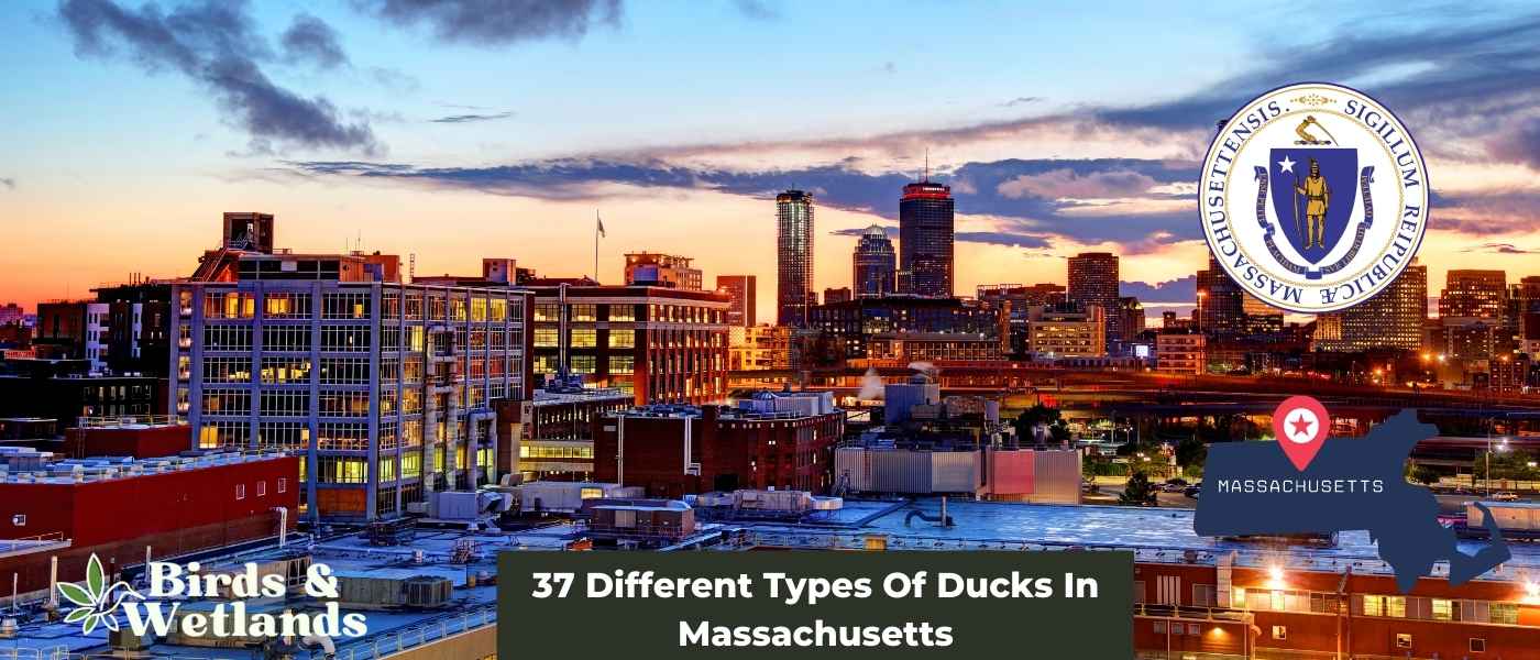 32 Different Types Of Ducks In Vermont