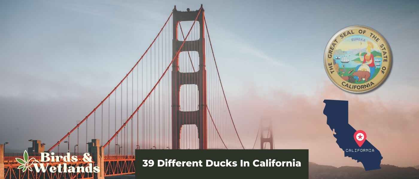 The Pacific Flyway's Finest: A Guide to the 39 Different Ducks In Oregon