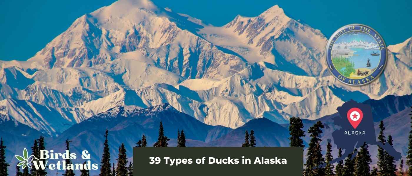 Wetlands In Alaska