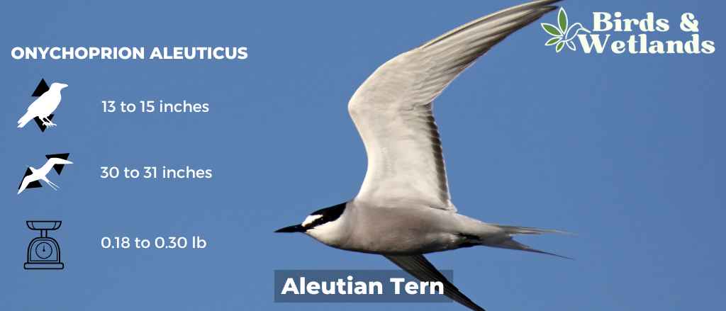 Aleutian Goose