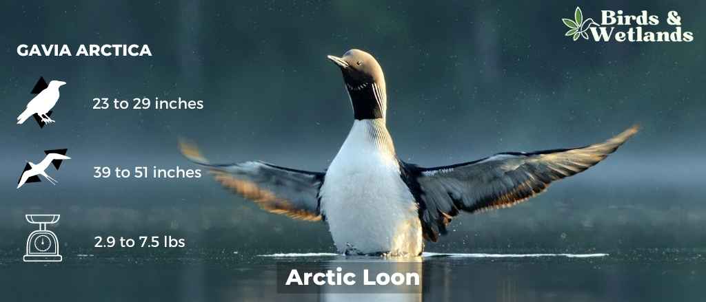 Arctic Geese (Questions About Nature Answered)