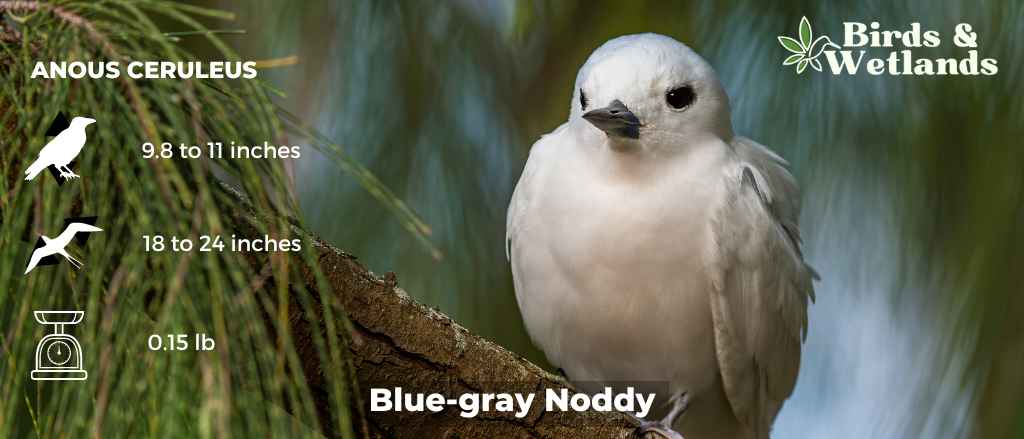 17 Blue Birds in New Mexico (+Free Photo Guide)