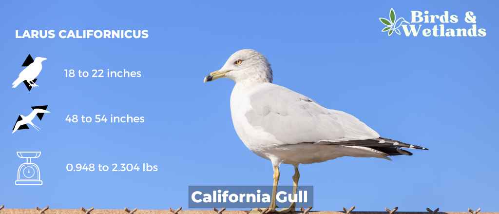 Majestic Hawks in California: (13 Species)