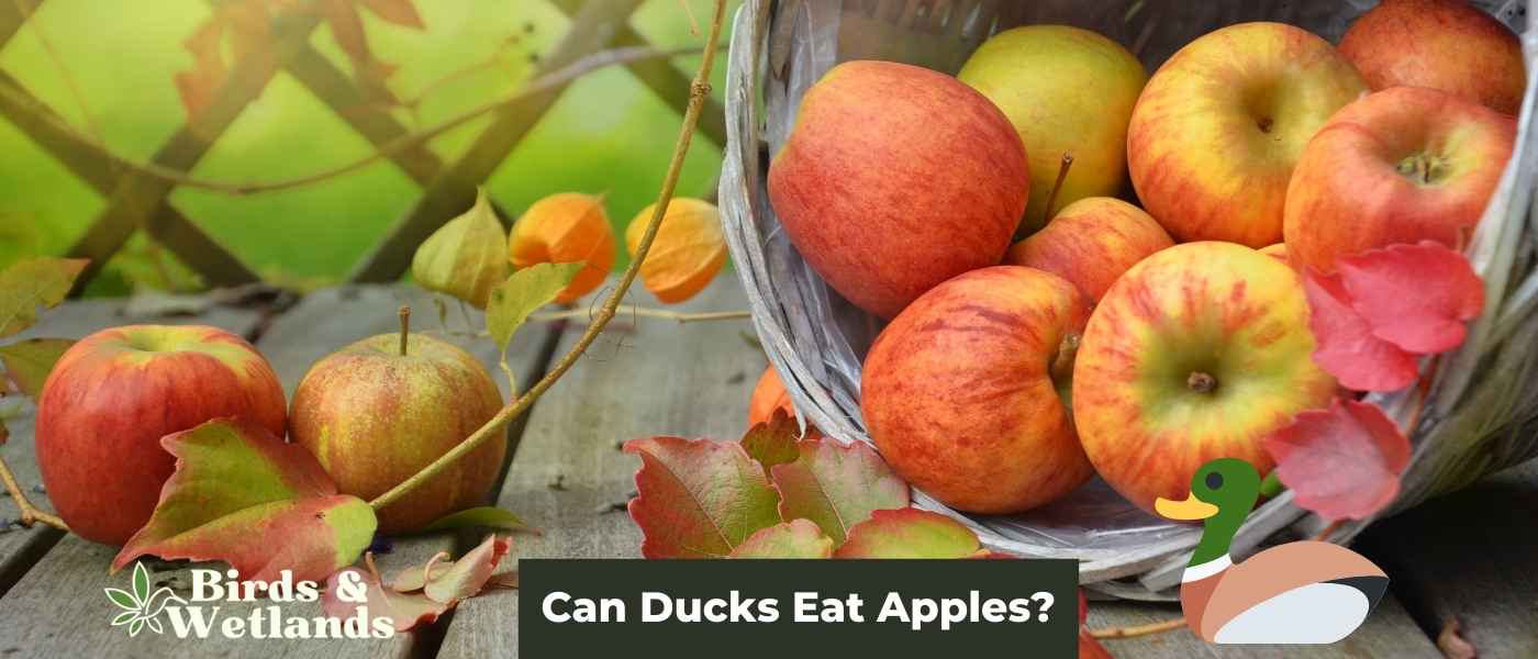 Rice and Shine: Can Ducks Eat Rice?