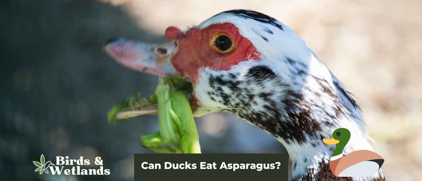 Can Ducks Eat Asparagus? Is it safe?