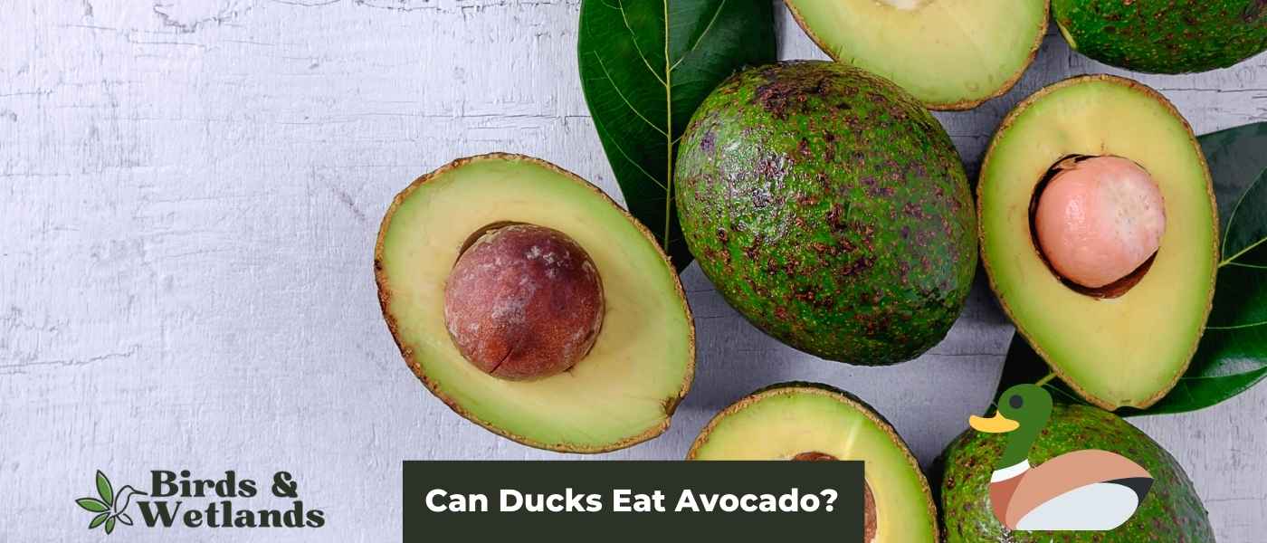 Can Ducks Eat Avocado? The Truth