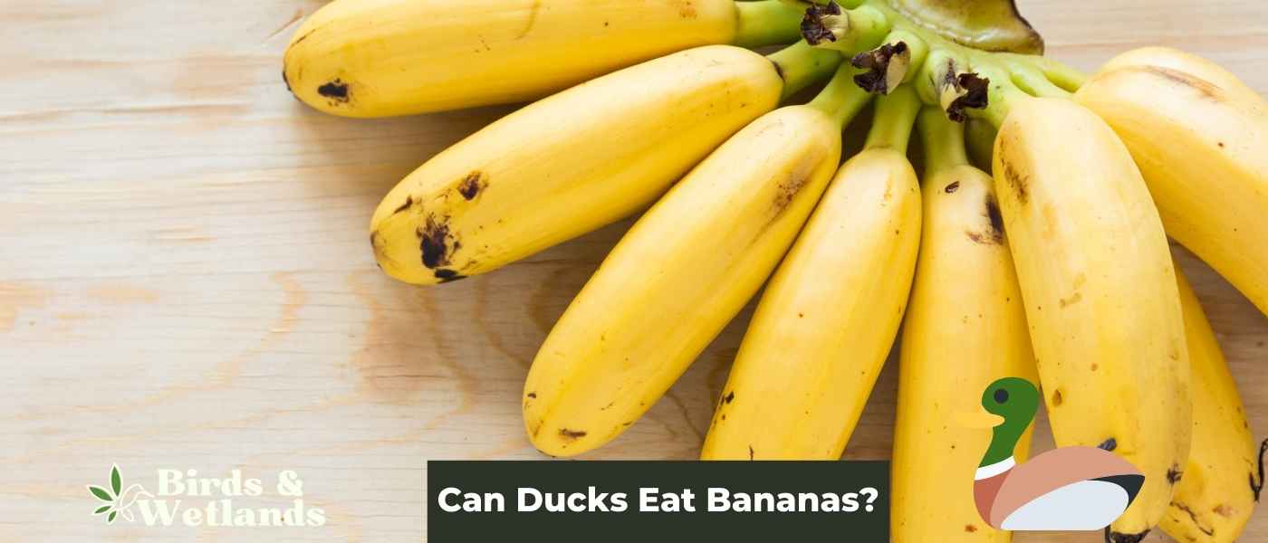 Do Ducks Eat Ants?