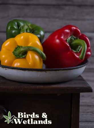 Spicing Up Your Duck's Diet: Can Ducks Eat Peppers?