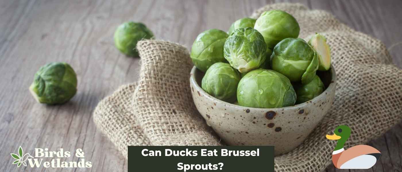 Can Ducks Eat Brussel Sprouts? Let's Find Out