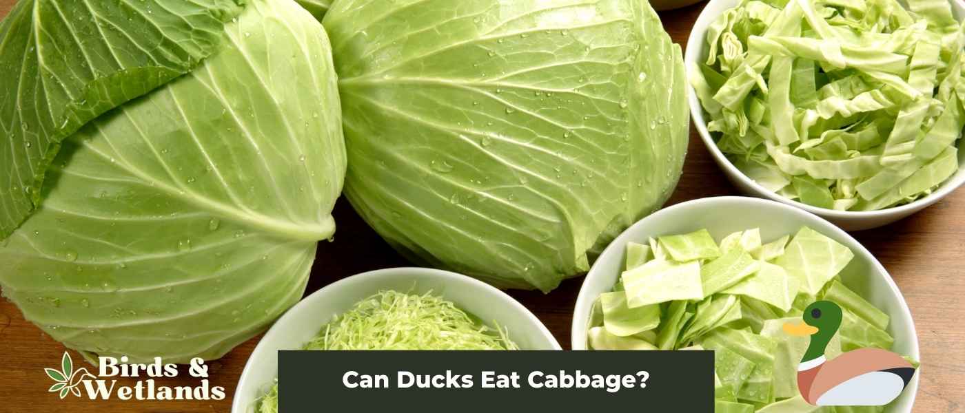 Can Ducks Eat Cabbage? : The Do's and Don'ts