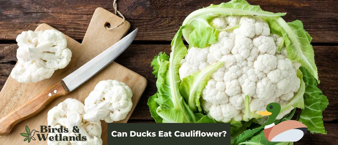 Can Ducks Eat Cauliflower: Safe or Harmful?