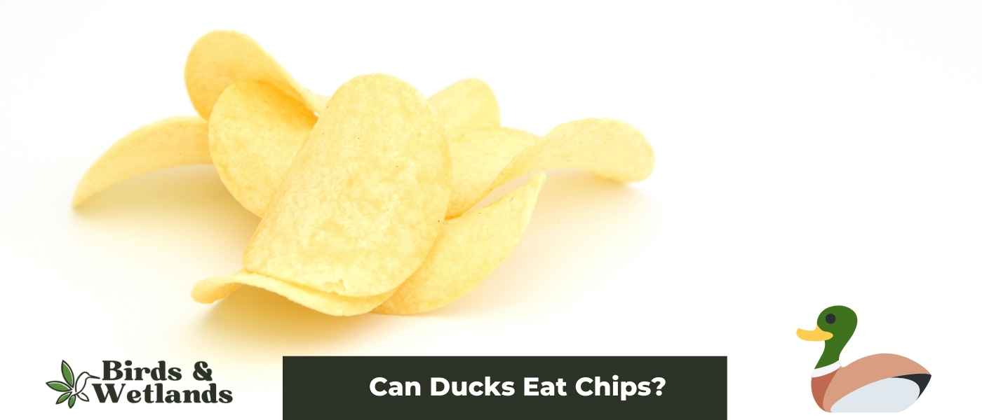 Can Ducks Eat Cantaloupe: A Sweet Combination?