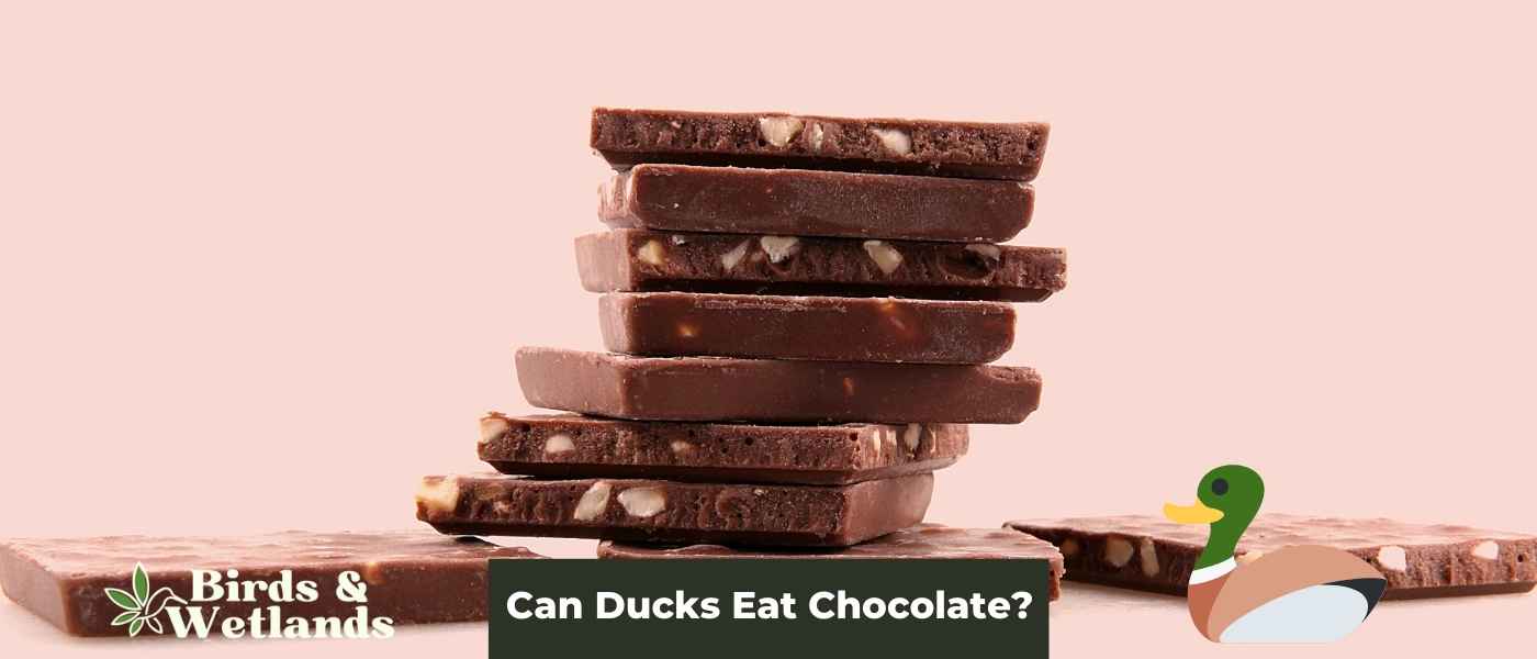 The Peachy Truth: Can Ducks Eat Peaches?