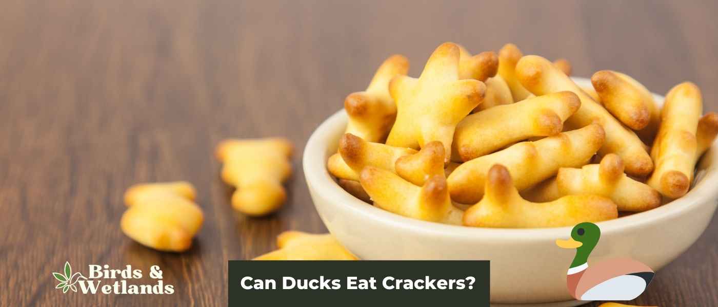 Quack Snack Attack: Can Ducks Eat Crackers?