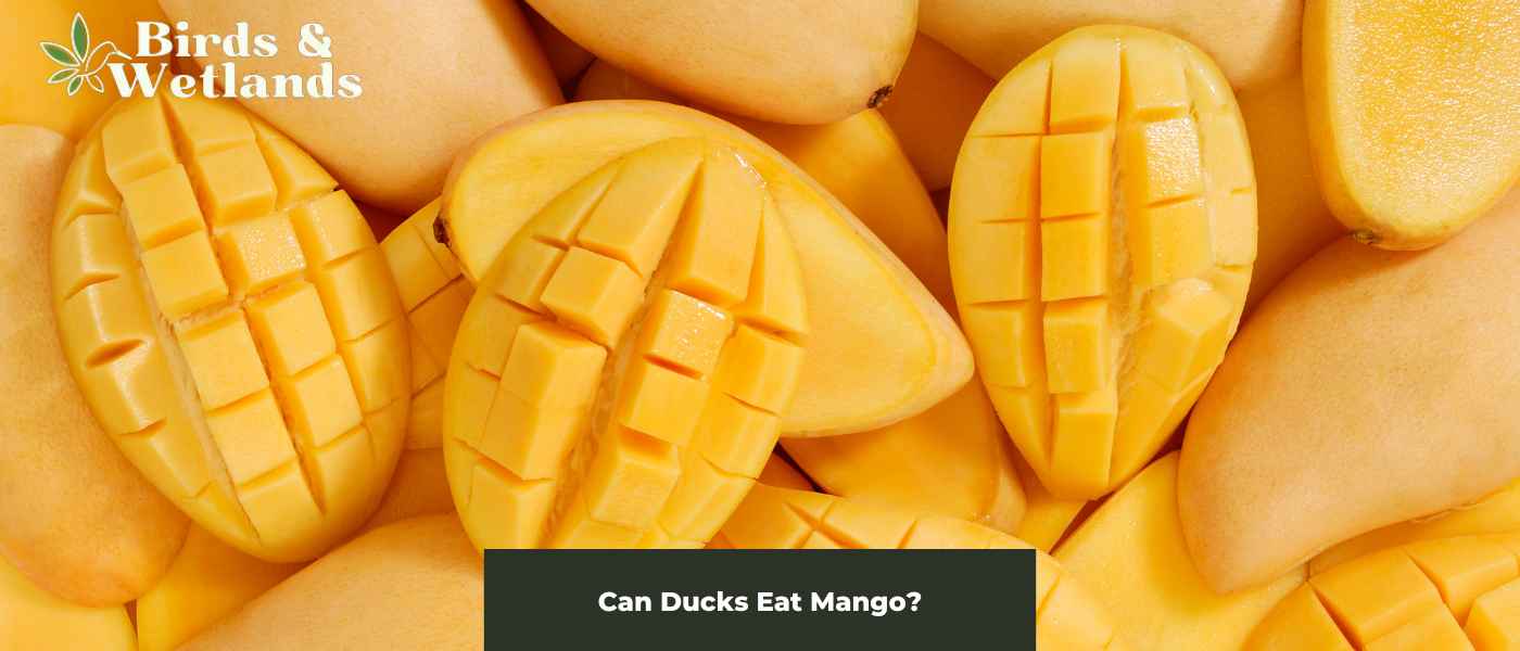 Carrot Quest: Can Ducks Eat Carrots?