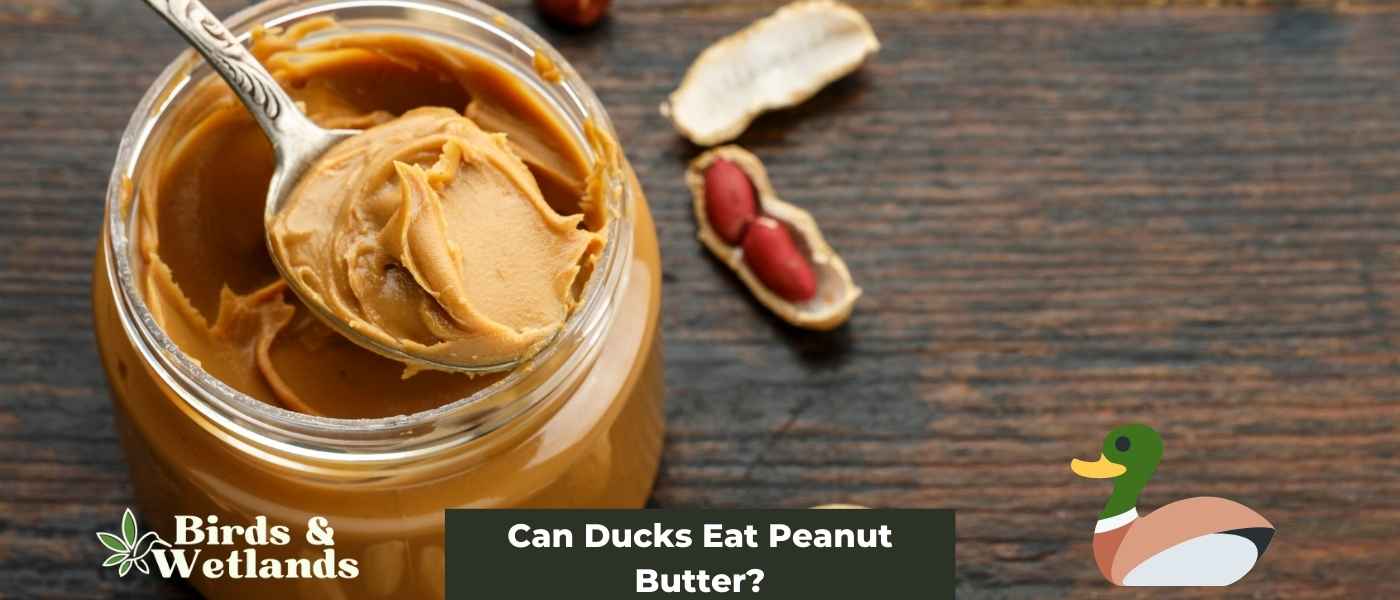 Can Ducks Eat Peanut Butter? A Guide to Safe Duck Treats
