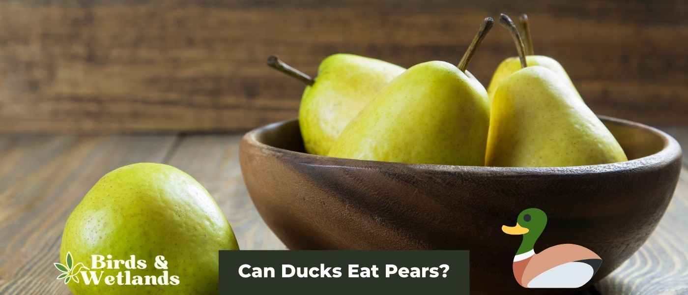 The Pear-fect Treat: Can Ducks Eat Pears?