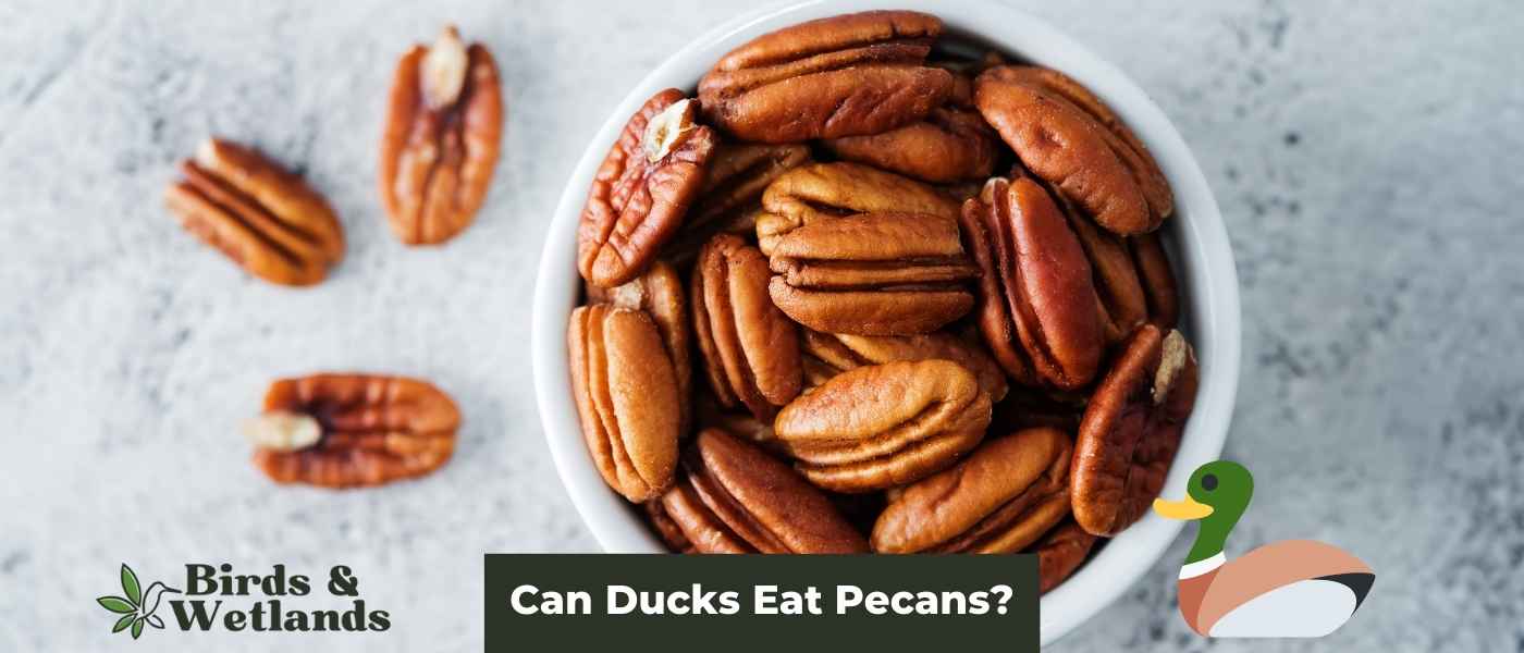 Nuts About Ducks: Can Ducks Eat Pecans?