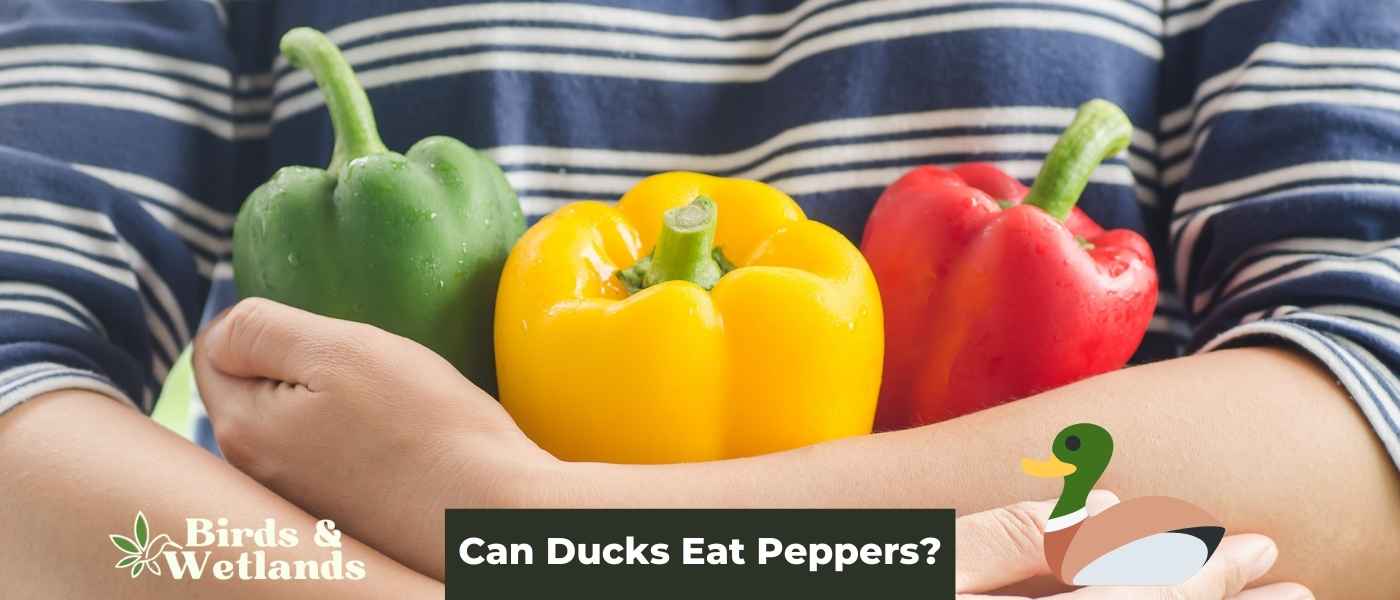 Can Ducks Eat Grasshoppers? Exploring Natural Insect Diets