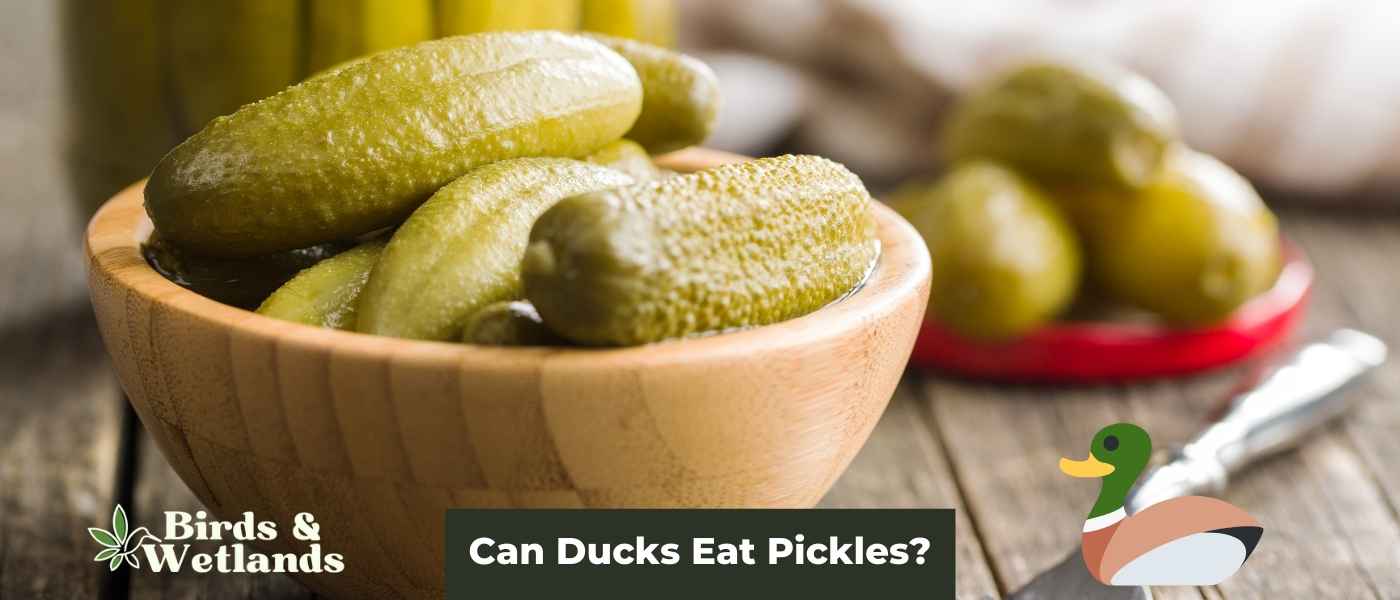 Can Ducks Eat Lemons? Navigating the Citrus Debate for Waterfowl