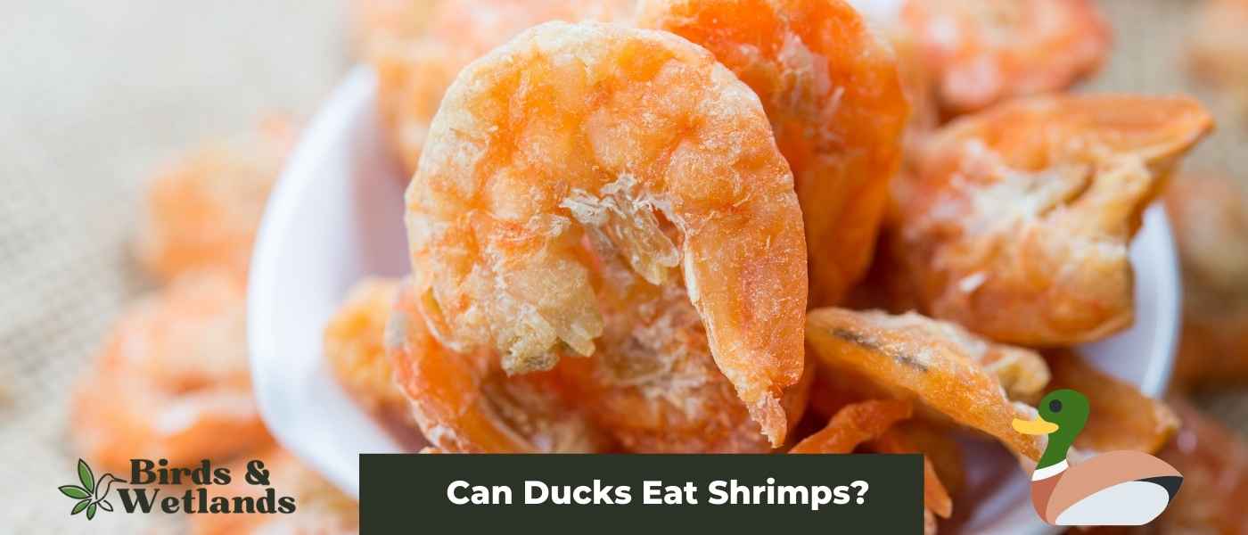 Can Ducks Eat Grasshoppers? Exploring Natural Insect Diets