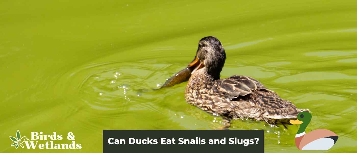 The Lowdown on Can Ducks Eat Snails and Slugs?