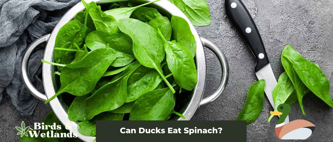 Can Ducks Eat Mushrooms? The Scary Truth